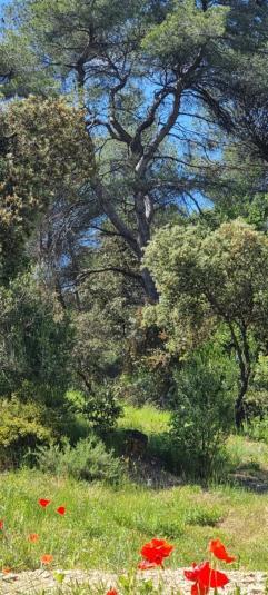 Les Bois De Zola Entre Provence Et Luberon Aparthotel Saint-Esteve-Janson Kamer foto